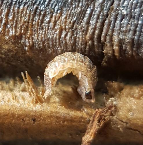 Acaeroplastes melanurus